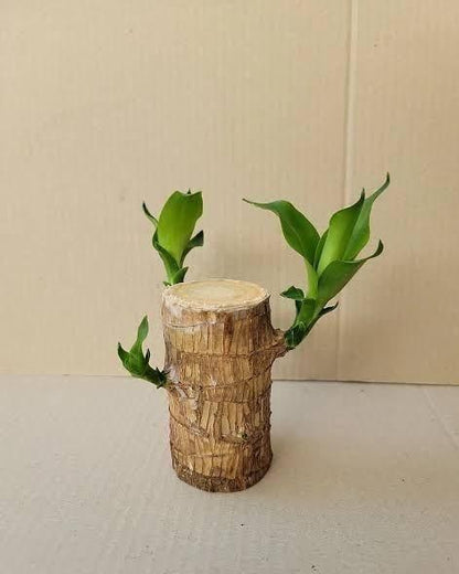 Brazilian Lucky Wood, Mini Home Plant Decorations (Pack of 2)